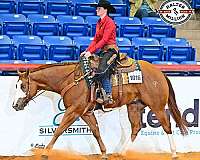 halter-paint-horse