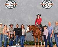 ranch-paint-horse