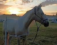 camping-kentucky-mountain-horse