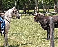 forever-kentucky-mountain-horse