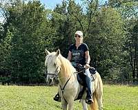 full-kentucky-mountain-horse