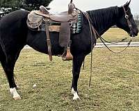 all-around-quarter-horse