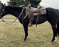 beginner-quarter-horse