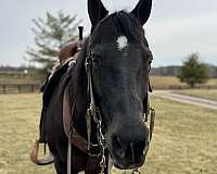 breeding-quarter-horse
