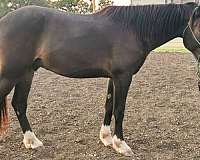 athletic-draft-horse