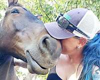 draft-horse