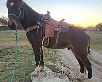 dressage-draft-horse