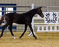 eventing-futurity-eligible-trakehner-horse