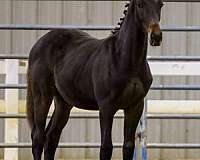 bay-eventing-futurity-eligible-horse