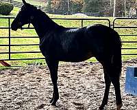 eventing-futurity-eligible-colt