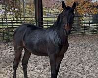 eventing-futurity-eligible-horse