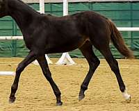 eventing-futurity-eligible
