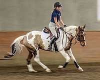 dressage-paint-horse
