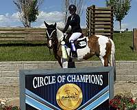 english-pleasure-paint-horse