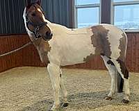 eventing-paint-horse
