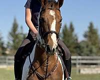 experienced-paint-horse