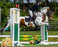 flashy-paint-horse