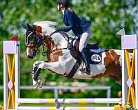 hunter-paint-horse