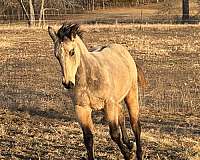 quarter-horse-colt
