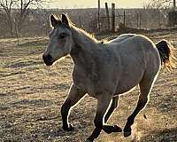 quarter-horse-for-sale