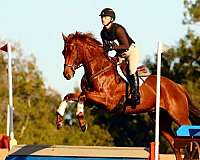 star-horse
