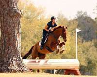 schooling-show-gelding
