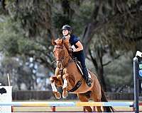 sport-prospect-gelding