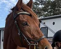 chestnut-star-horse