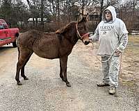 brown-mule-filly
