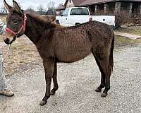 none-horse