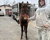 brown-none-horse