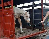 palomino-four-socks-a-blaze-horse