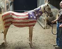 four-socks-a-blaze-horse