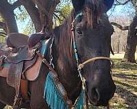 mustang-gelding