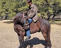 mustang-horse-for-sale