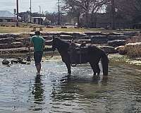 mustang-horse