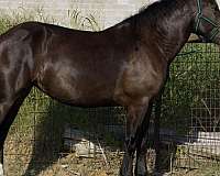 2-white-hinds
