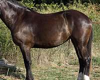 bay-roan-2-white-hinds-horse