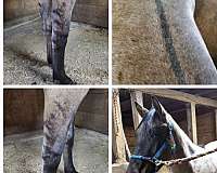 grulla-roan-aqha-mare