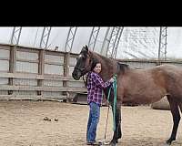 grulla-roan-mare-for-sale