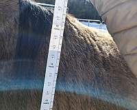 grulla-roan-horse-for-sale