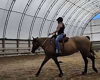 and-more-quarter-horse