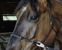 aqha-quarter-horse