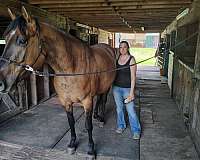 back-quarter-horse