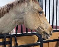 quarter-horse-for-sale