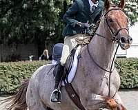 quarter-horse-gelding