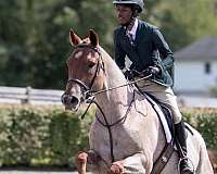 quarter-horse