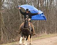 aiken-gypsy-vanner-horse