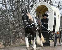 circles-gypsy-vanner-horse