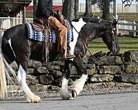 four-white-socks-gypsy-vanner-horse